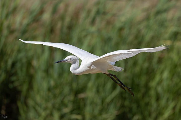 Aigrette garzette
