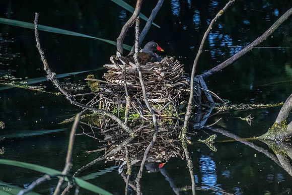 Poule d'eau au nid
