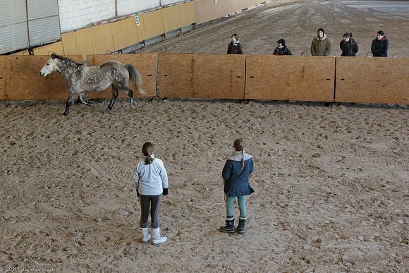 Travail avec le cheval en liberté