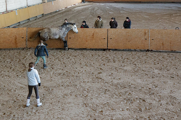 Travail avec le cheval en liberté