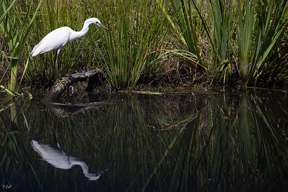 Aigrette garzette