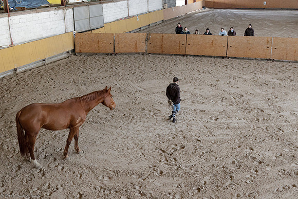 Travail avec le cheval en liberté