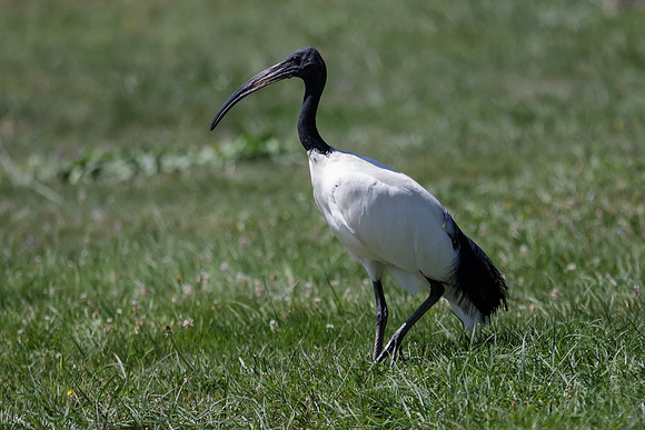 Ibis à cou noir