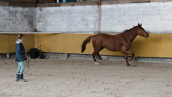 Travail avec le cheval en liberté