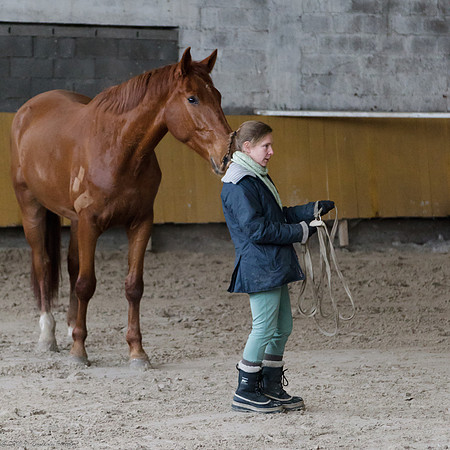 Travail avec le cheval en liberté