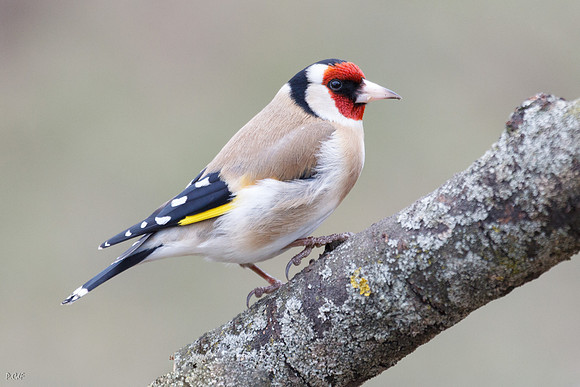 Chardoneret élégant