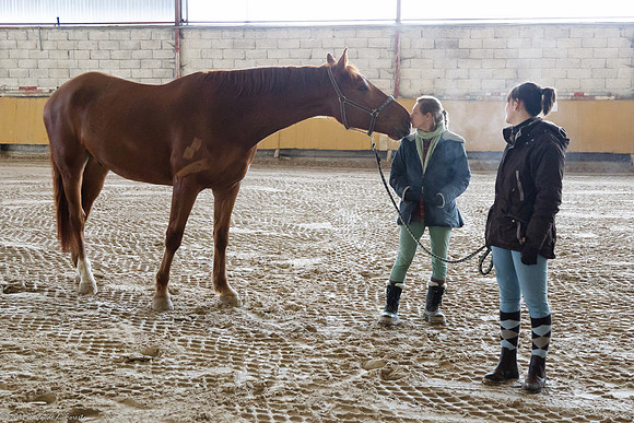 Travail avec le cheval en liberté