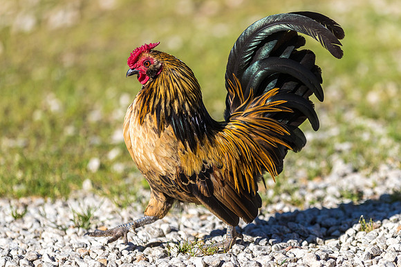 Coq