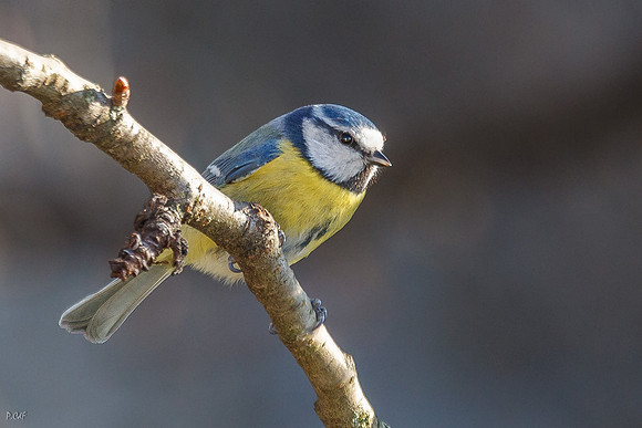 Mésange bleue