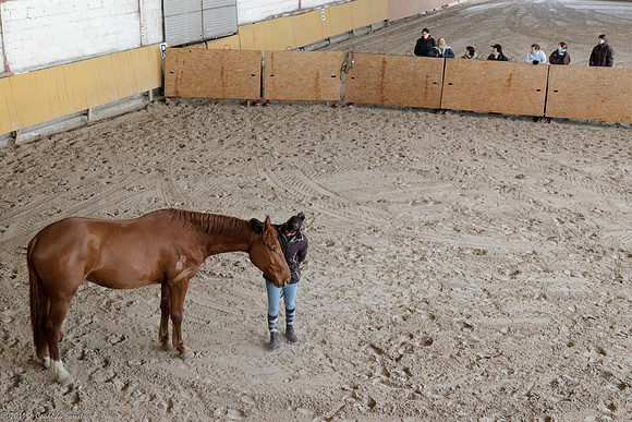 Travail avec le cheval en liberté