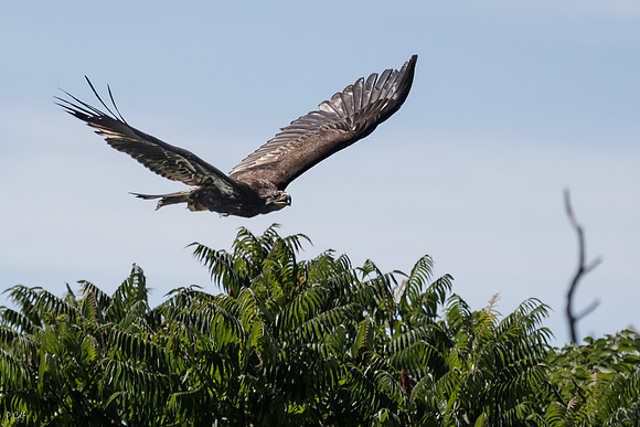 1DX-20150822-17118