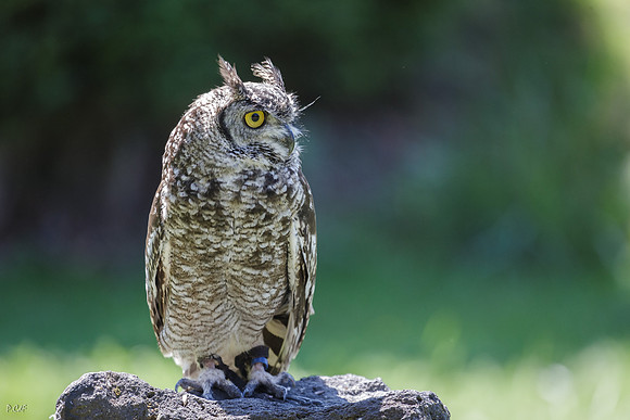 Hibou grand-duc