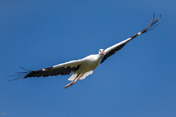 Cigogne blanche
