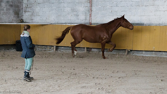 Travail avec le cheval en liberté