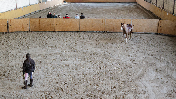 Travail avec le cheval en liberté