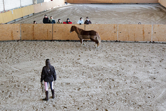 Travail avec le cheval en liberté