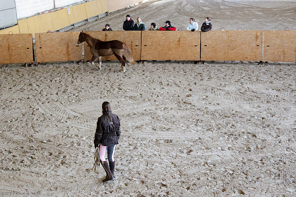 Travail avec le cheval en liberté