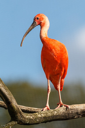 Ibis Rouge