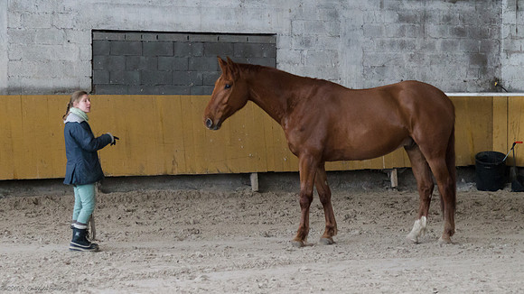 Travail avec le cheval en liberté