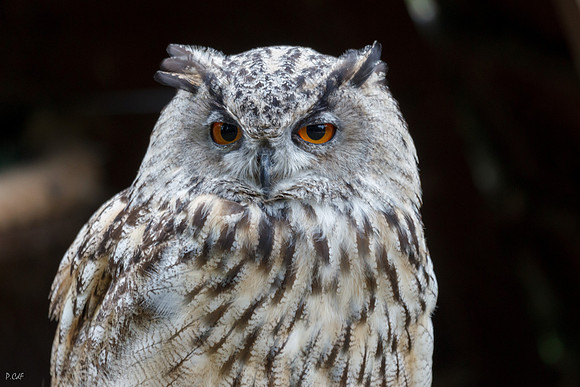 Hibou Grand-Duc