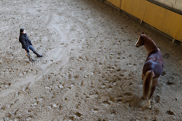 Travail avec le cheval en liberté