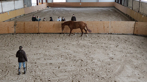 Travail avec le cheval en liberté