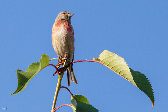 Linotte mélodieuse (mâle)