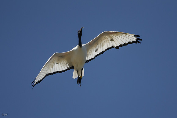 Ibis à cou noir