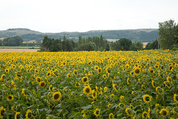 Canal du Midi