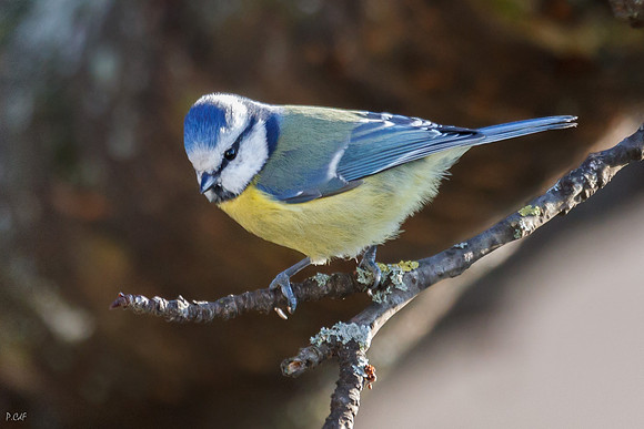 Mésange bleue