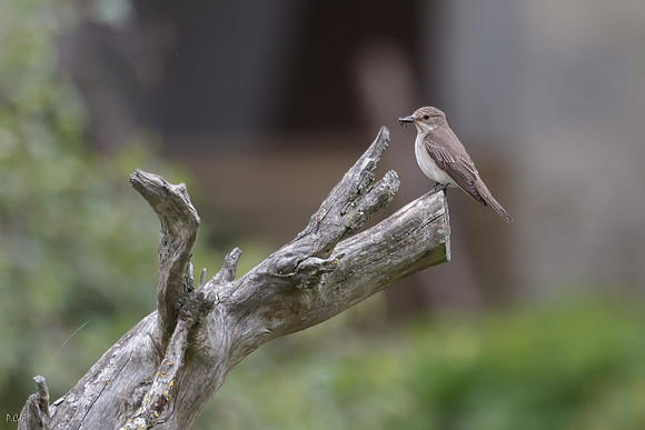 Gobe-mouche gris