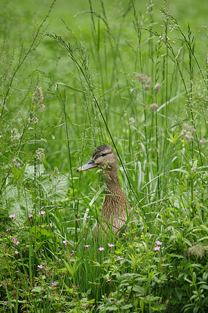 Canne Colvert
