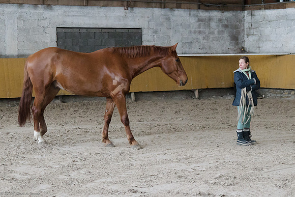 Travail avec le cheval en liberté