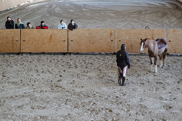 Travail avec le cheval en liberté