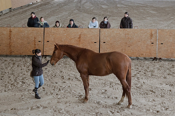Travail avec le cheval en liberté