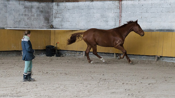 Travail avec le cheval en liberté