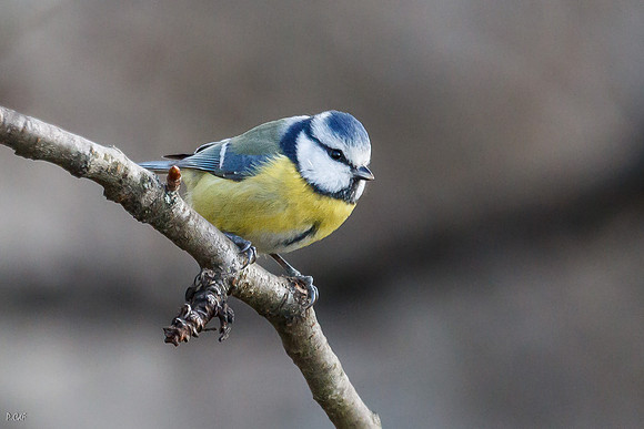 Mésange bleue