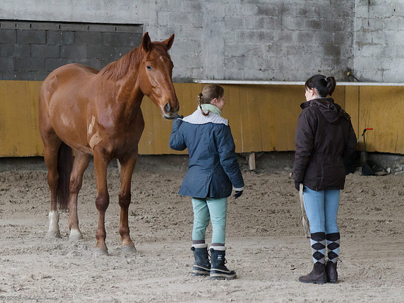 Travail avec le cheval en liberté